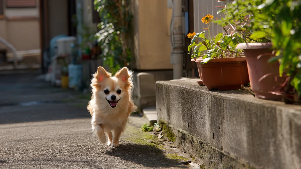 犬の便秘｜何日うんちが出ないと危険？原因と対処法を解説